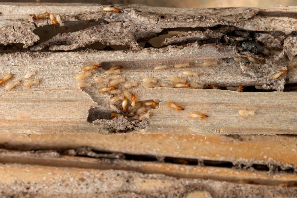 Best Pest Control Near Me in Gordon, GA