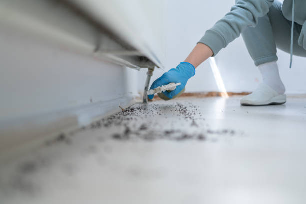 Best Spider Control Near Me  in Gordon, GA